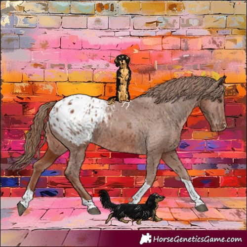 Horse Color:Chestnut Tobiano Appaloosa 