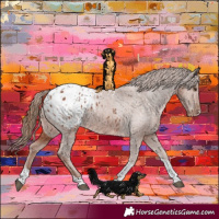 Horse Color:Chestnut Tobiano Appaloosa 