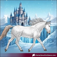 Horse Color:Red Dun Appaloosa 