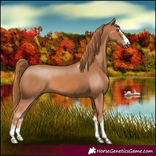 Horse Color:Chestnut 