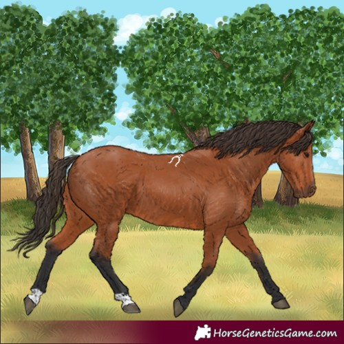 Horse Color:Bay 