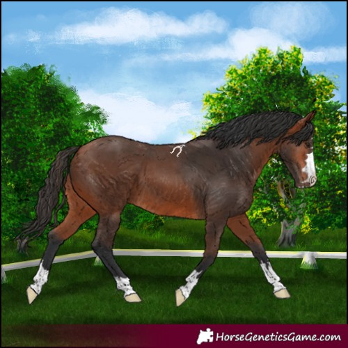 Horse Color:Bay 