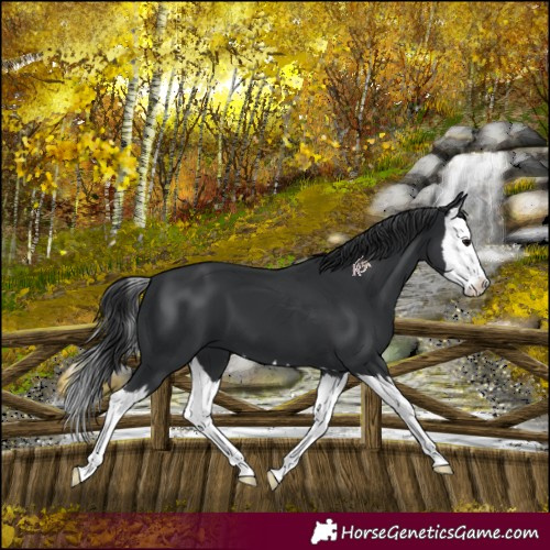 Horse Color:Black Splash 