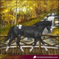 Horse Color:Black Appaloosa 