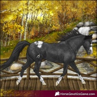 Horse Color:Black Appaloosa 