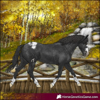 Horse Color:Black Appaloosa 