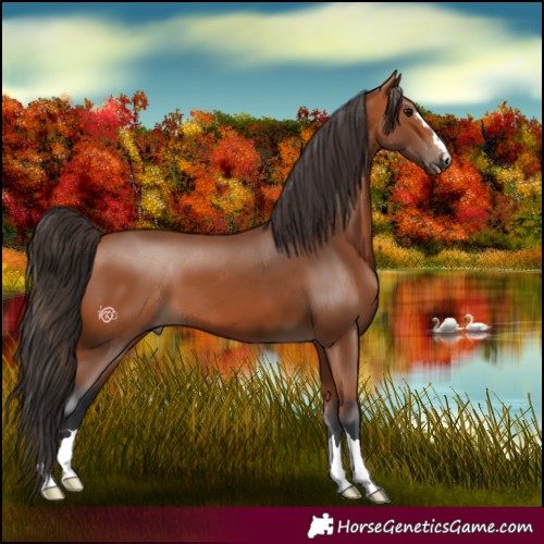 Horse Color:Bay 