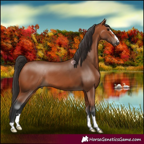 Horse Color:Bay 