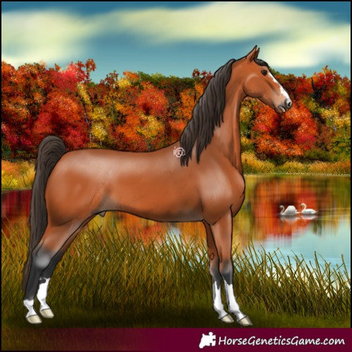 Horse Color:Bay 