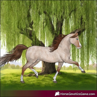 Horse Color:Red Dun Roan Splash Rabicano