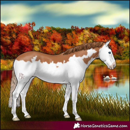 Horse Color:Chestnut Splash Frame 