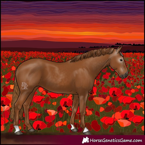 Horse Color:Gray Chestnut 