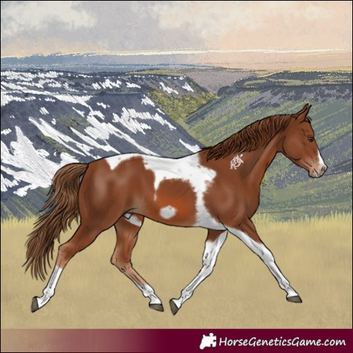 Horse Color:Chestnut Tobiano Frame 