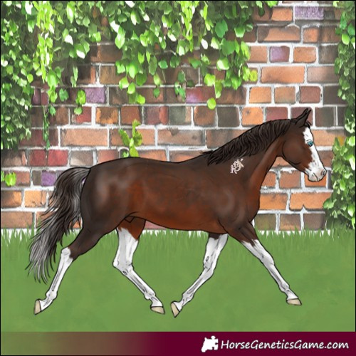 Horse Color:Liver Chestnut Splash 