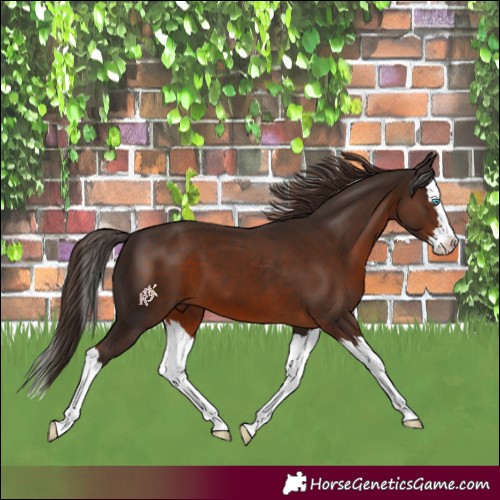 Horse Color:Liver Chestnut Splash 
