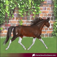 Horse Color:Liver Chestnut Splash 