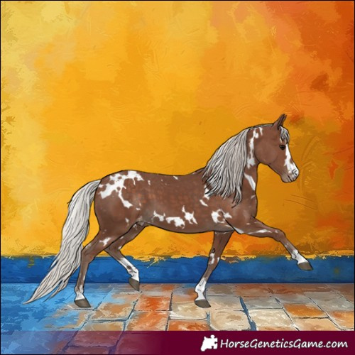 Horse Color:White Spotted Silver Black Appaloosa 