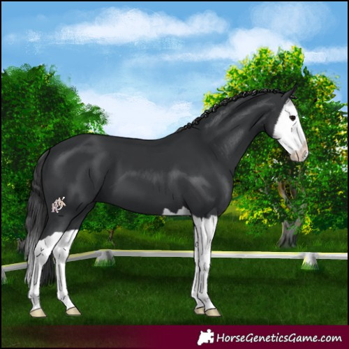 Horse Color:Black Splash 
