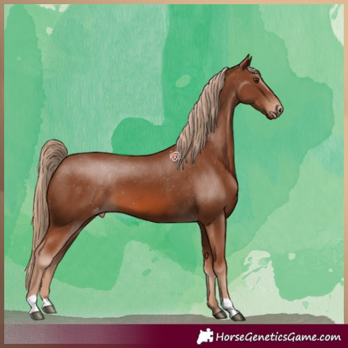 Horse Color:Chestnut Appaloosa 