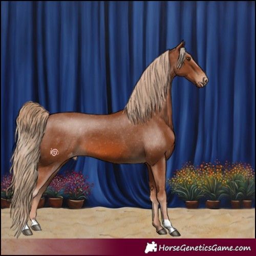 Horse Color:Chestnut Appaloosa 