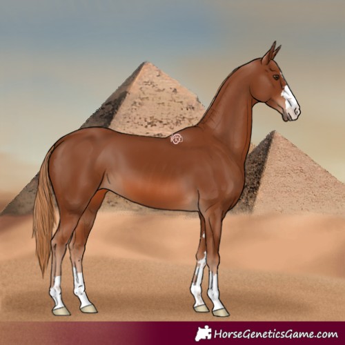 Horse Color:Chestnut 