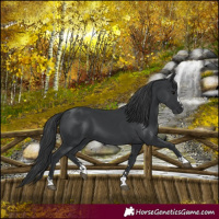 Horse Color:Black 