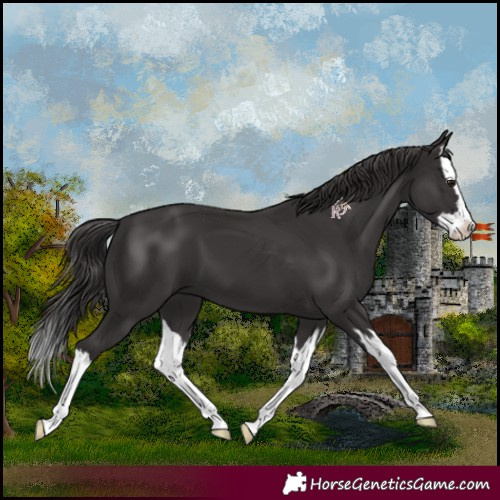 Horse Color:Smoky Black Splash