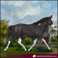 Horse Color:Smoky Black Splash 