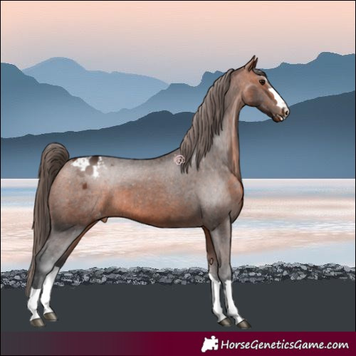 Horse Color:Bay Appaloosa 
