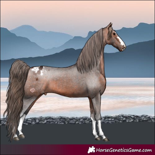 Horse Color:Bay Appaloosa 