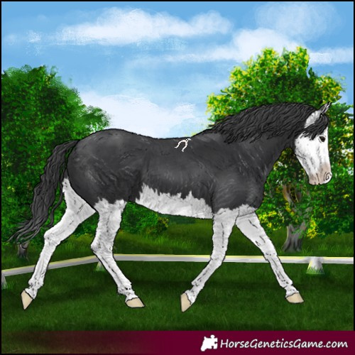Horse Color:Black Splash 