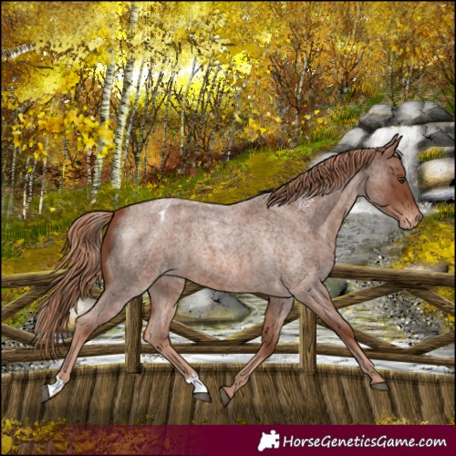 Horse Color:Red Roan Appaloosa 
