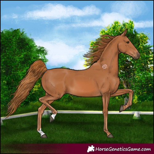 Horse Color:Chestnut 