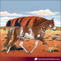 Horse Color:White Spotted Chestnut Frame 