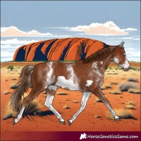 Horse Color:White Spotted Chestnut Frame 
