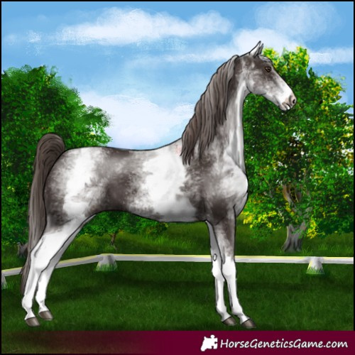 Horse Color:White Spotted Liver Chestnut 