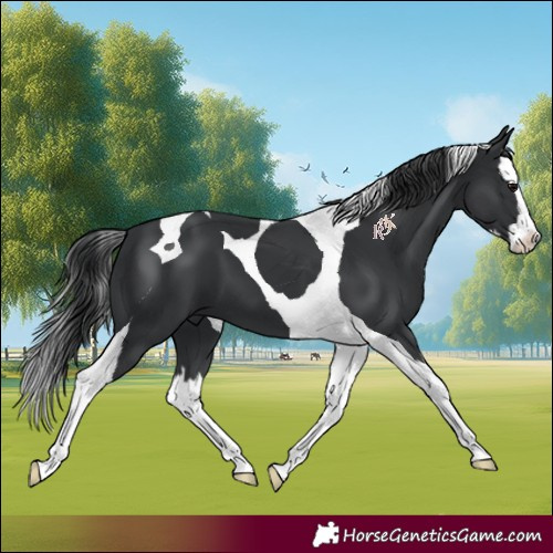 Horse Color:Black Splash Tobiano 