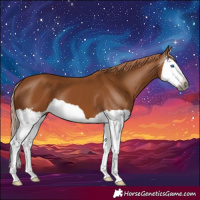 Horse Color:Gray Chestnut Splash 