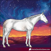 Horse Color:Gray Chestnut Splash 