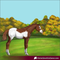 Horse Color:Chestnut Frame Appaloosa 
