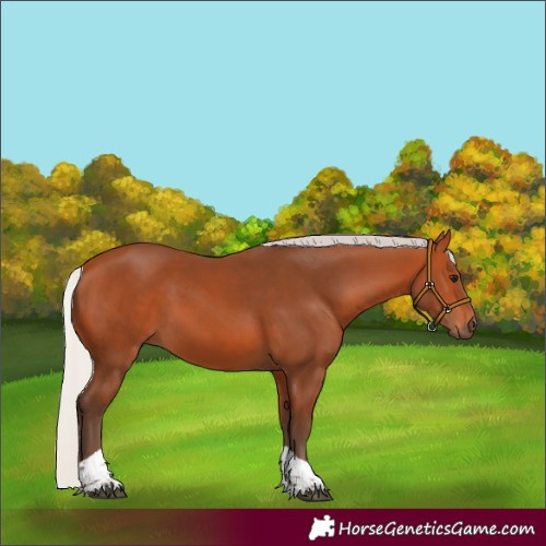 Horse Color:Silver Bay Tobiano Rabicano 
