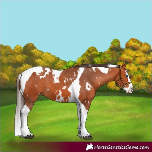 Horse Color:White Spotted Bay Splash Tobiano Appaloosa 