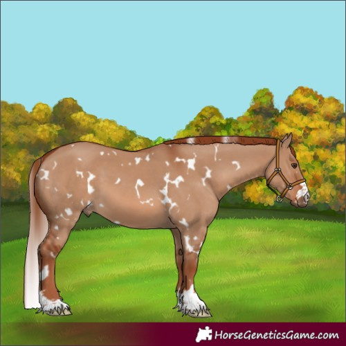 Horse Color:White Spotted Red Dun 