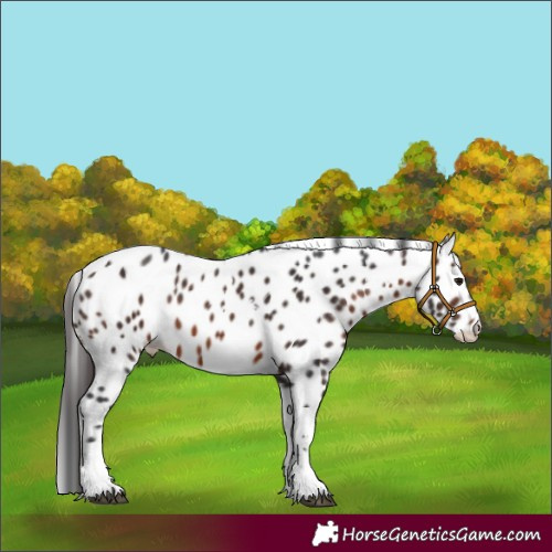 Horse Color:White Spotted Brown Tobiano Appaloosa 