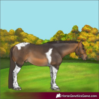 Horse Color:Buckskin Tobiano 