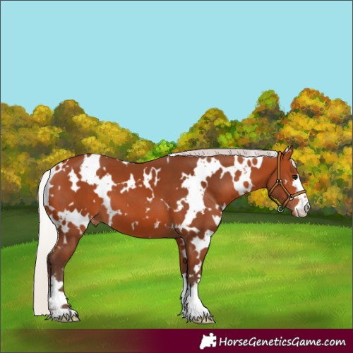 Horse Color:White Spotted Silver Bay Appaloosa 
