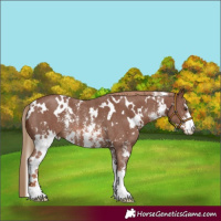 Horse Color:White Spotted Chestnut Sabino Rabicano 