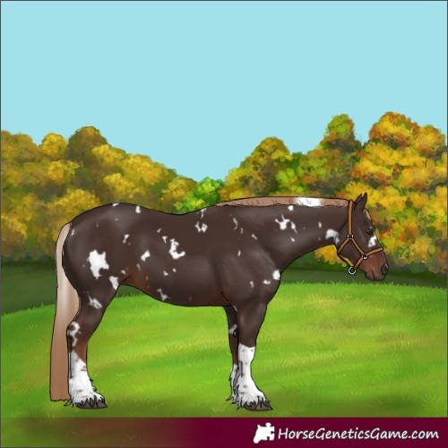 Horse Color:White Spotted Liver Chestnut Tobiano 