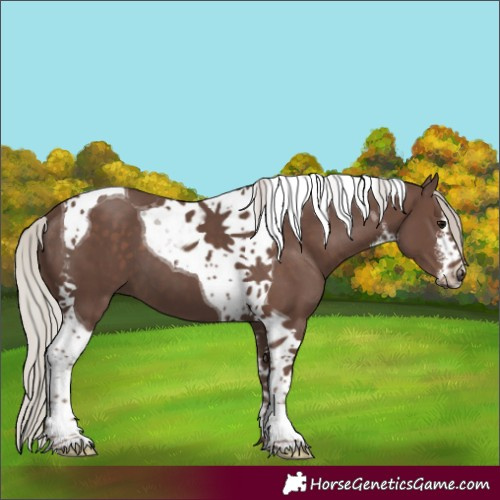 Horse Color:White Spotted Silver Black Tobiano 
