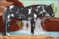 Horse Color:White Spotted Black 